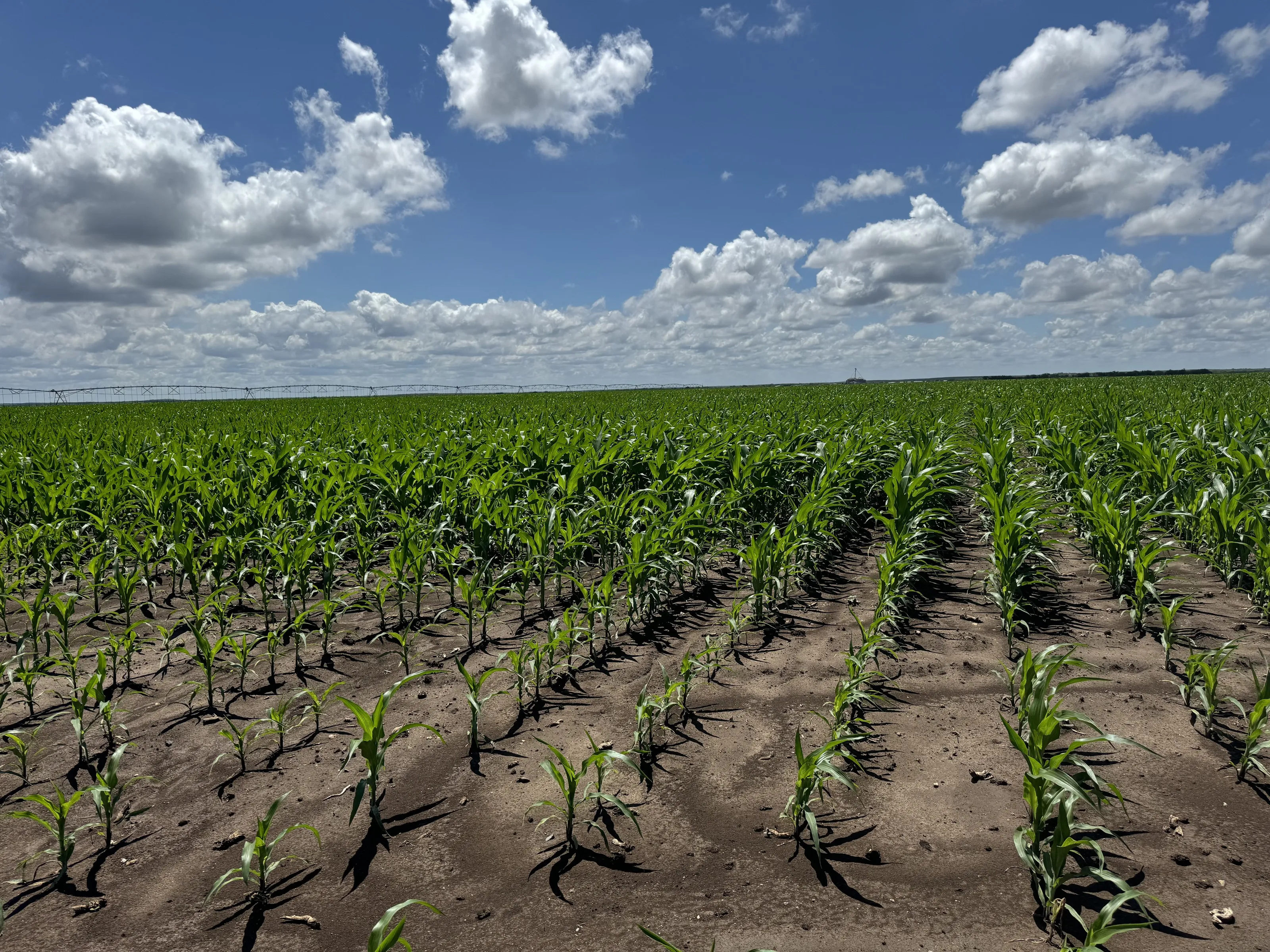 Young corn rows stretching toward a center-pivot irrigation system under a wide sky